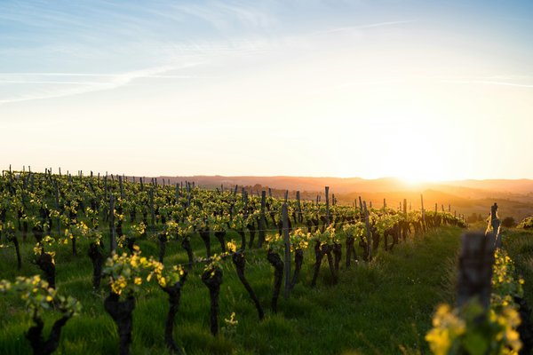 Comment organiser un voyage pour découvrir les vignobles de la vallée de Napa, États-Unis?
